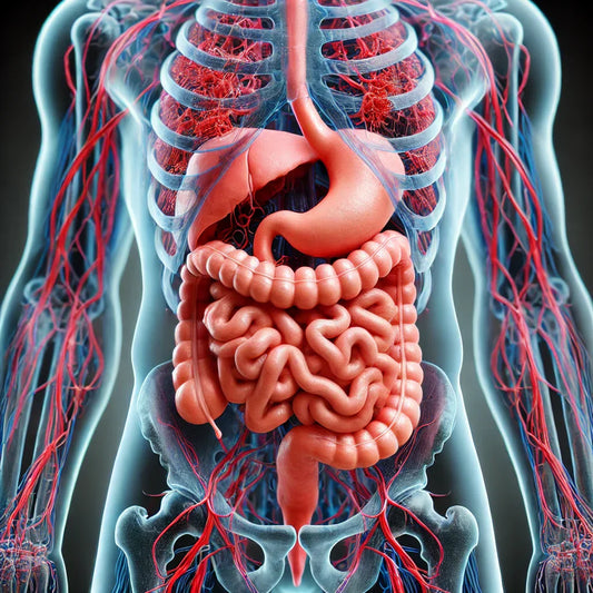Ilustración médica realista del sistema digestivo humano, mostrando en detalle los intestinos y el estómago.